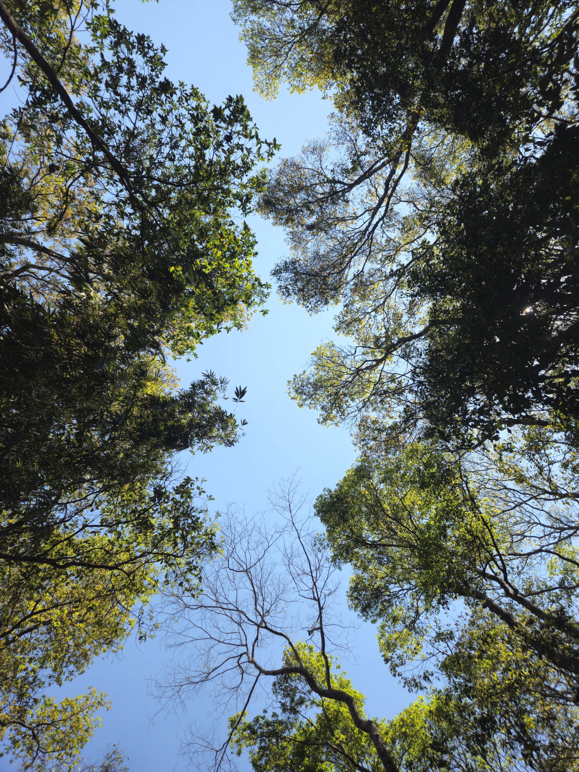 Tall trees viewed from below against a clear blue sky with sunlight filtering through leaves